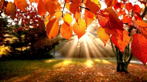 cute fall leaves wallpaper